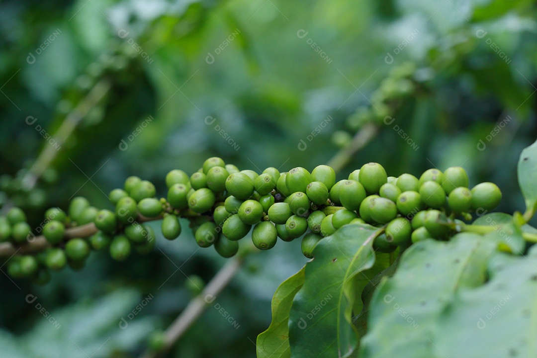 grãos de café no galho