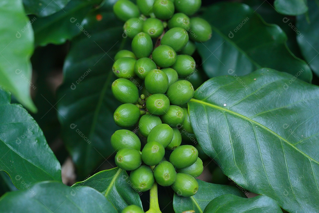 coffee beans on branch