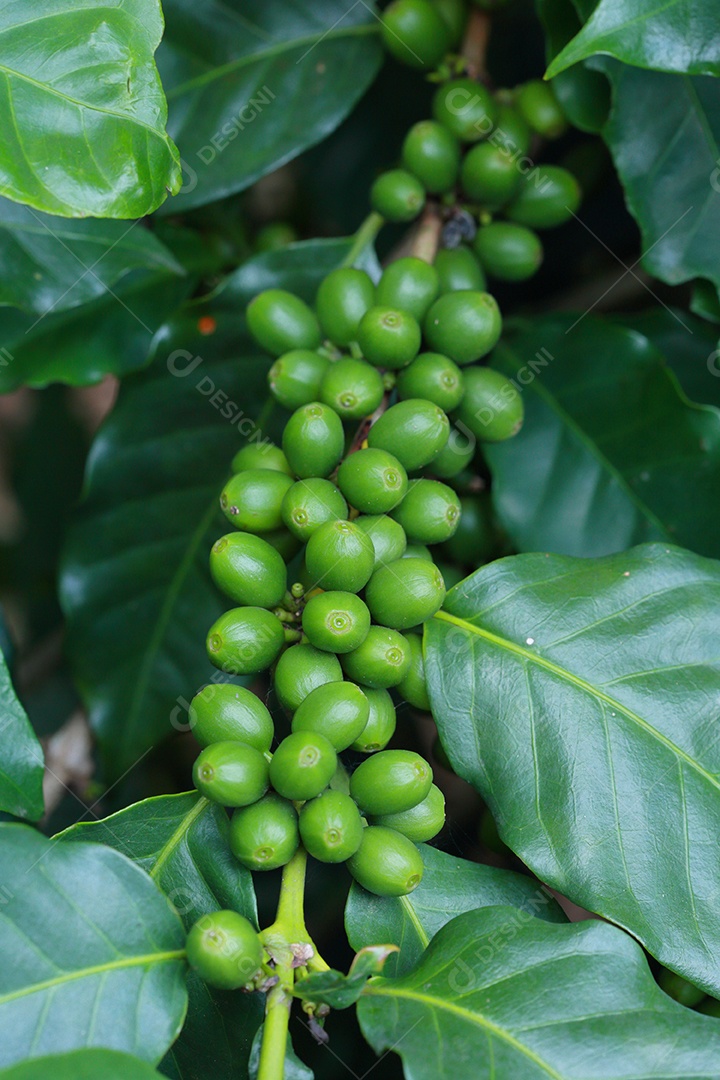 grãos de café no galho