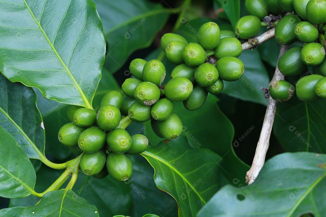 grãos de café no galho
