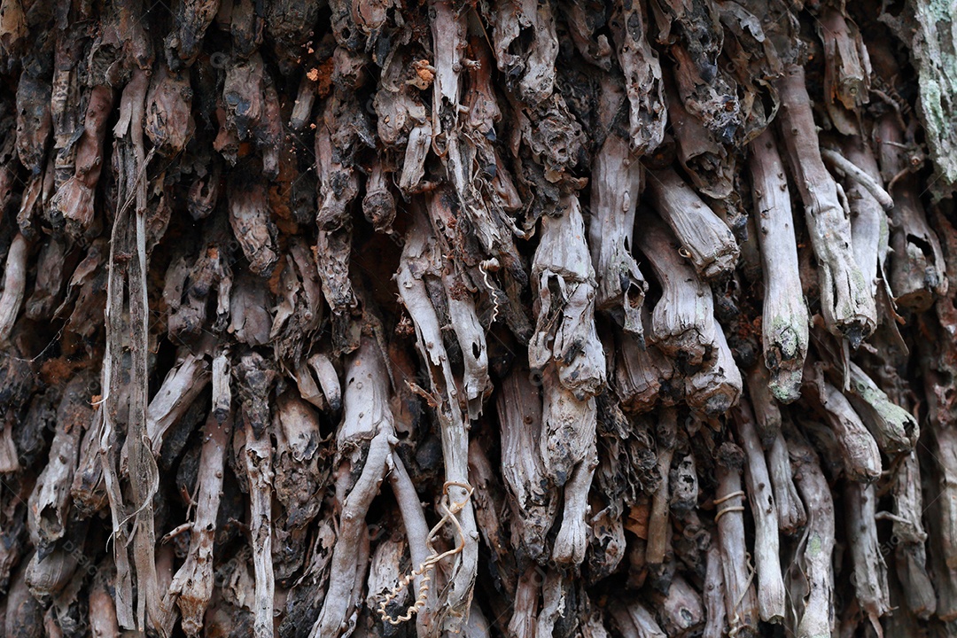 textura de raiz de plantas