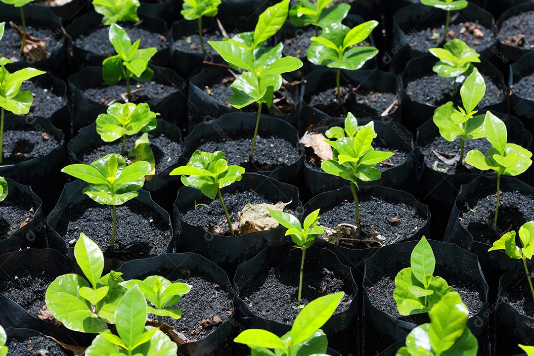 Mudas prontas para o plantio