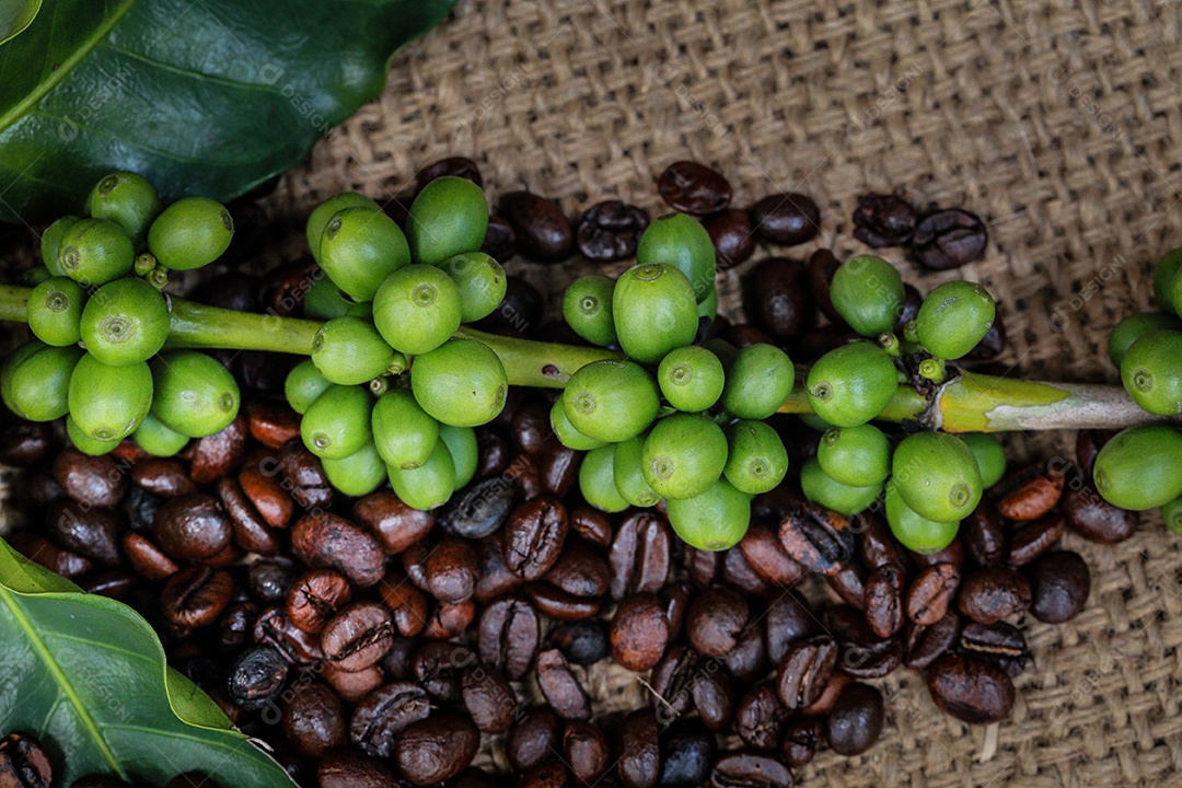 Galho repleto de grãos de café