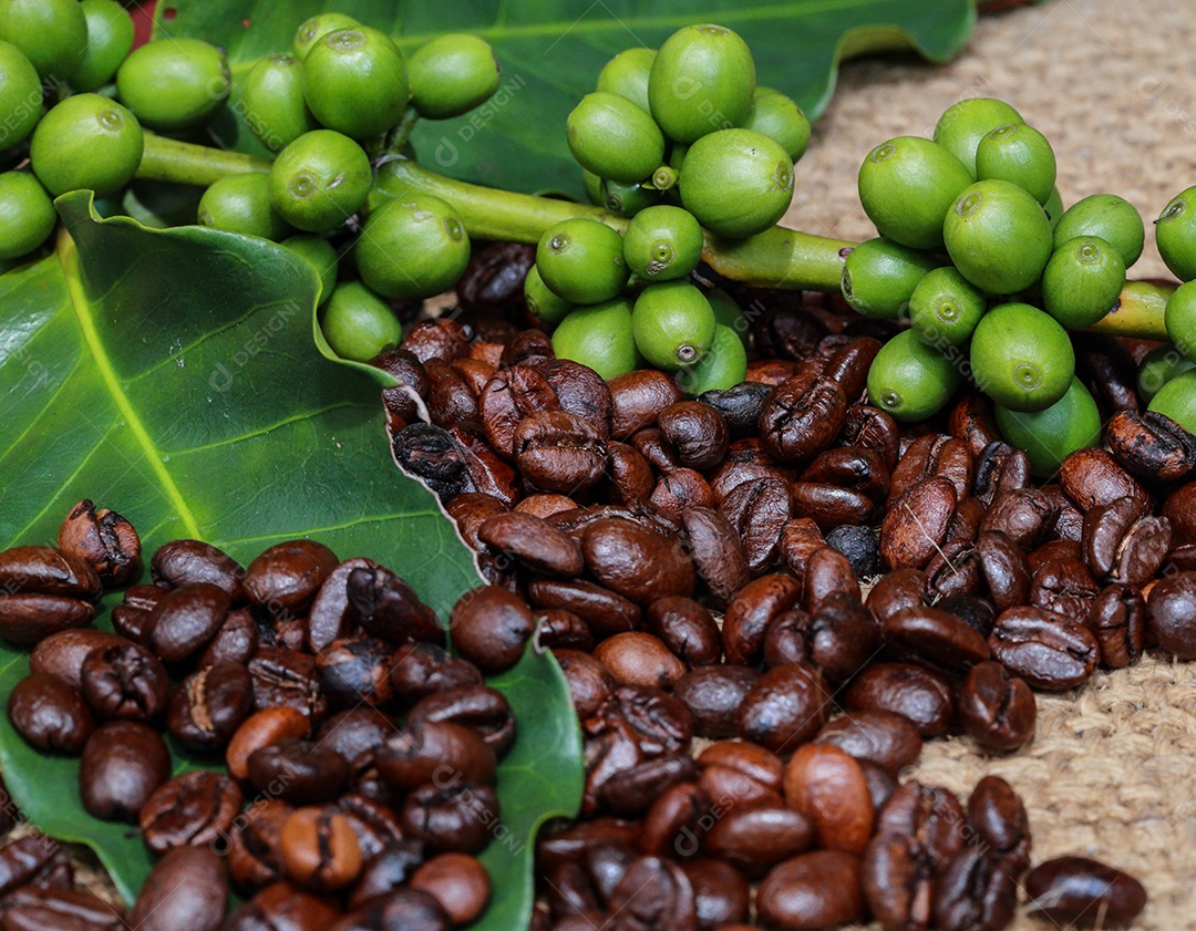 Galho repleto de grãos de café