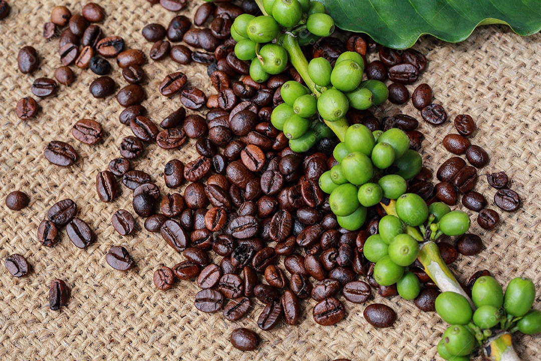 Galho repleto de grãos de café