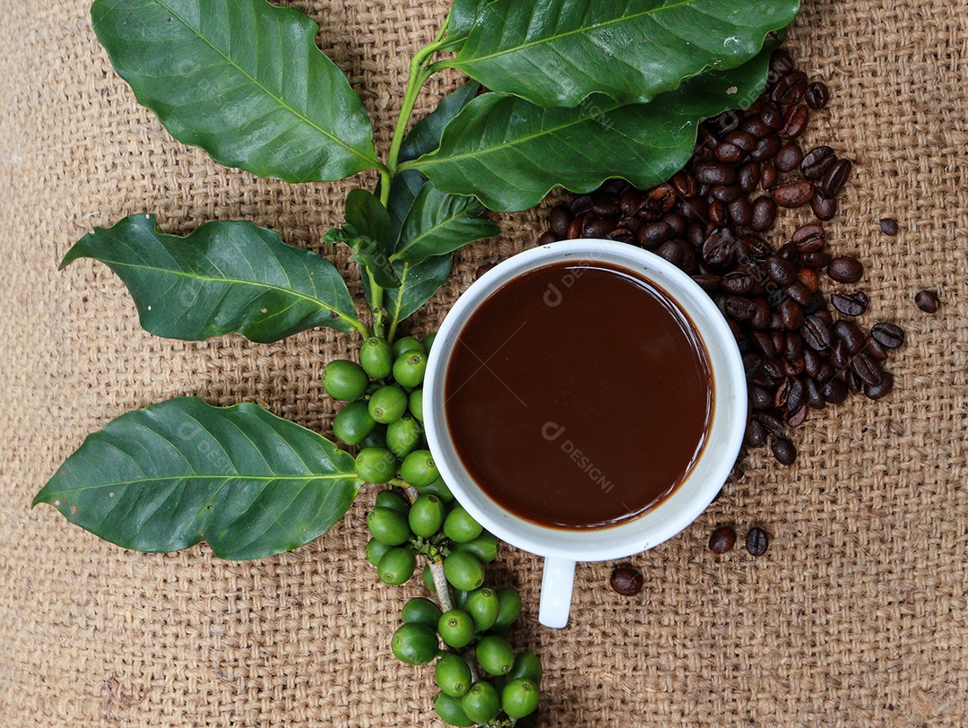 Galho repleto de grãos de café