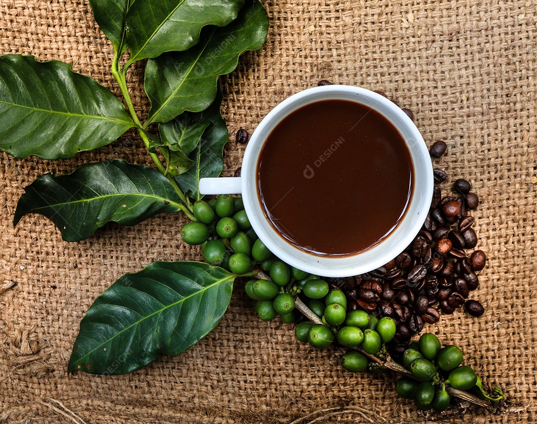 Galho repleto de grãos de café