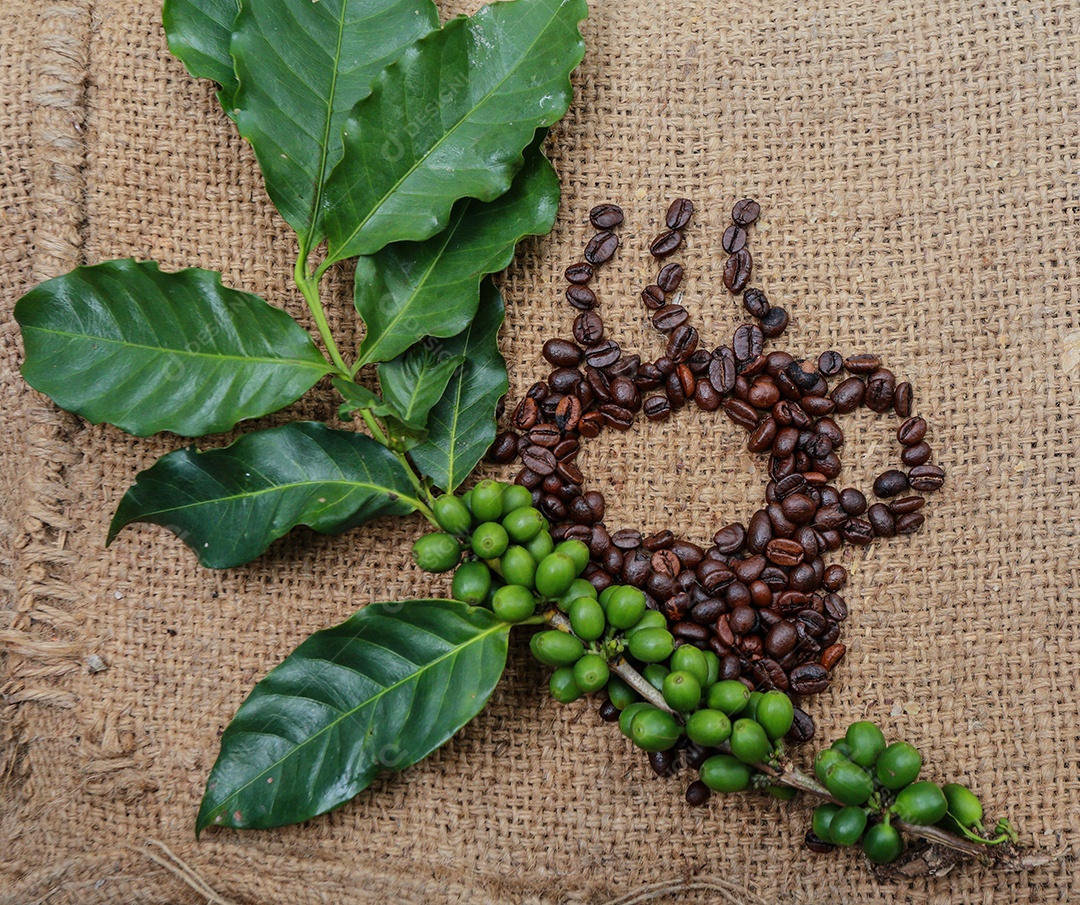 Galho repleto de grãos de café