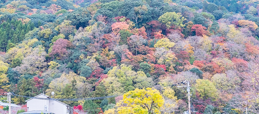 Fundo de montanhas de belas folhas coloridas, mares de outono de outono