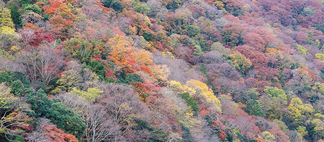 Fundo de montanhas de belas folhas coloridas, mares de outono de outono