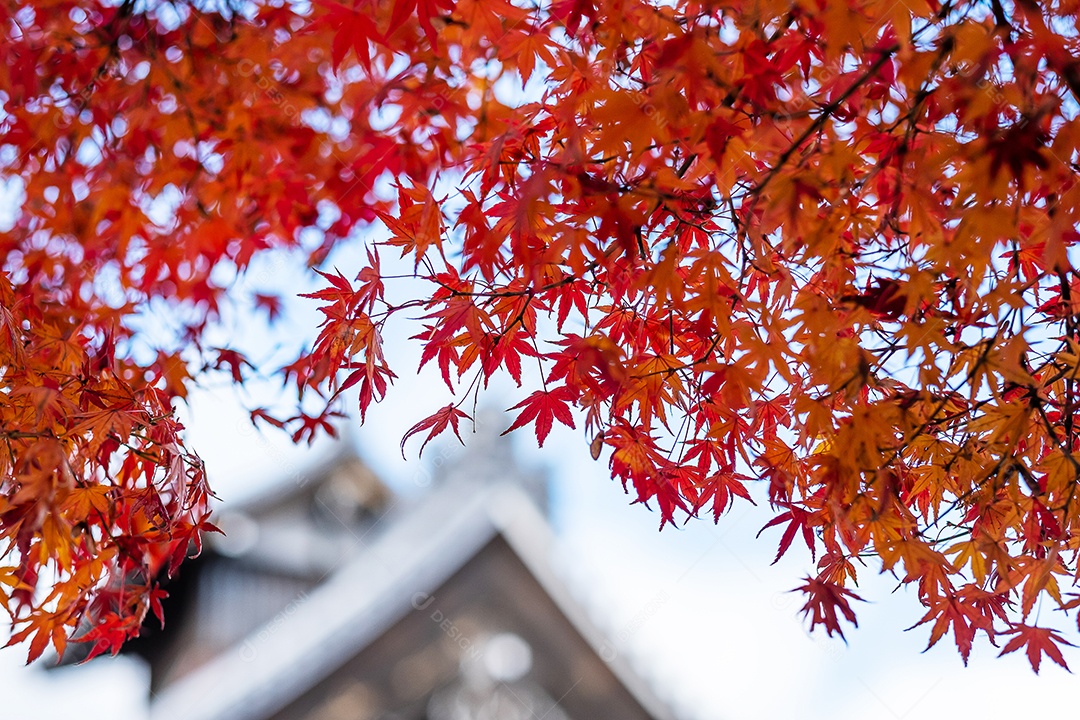 Folhas de bordo laranja dentro do templo Tenryuji, marco e popular