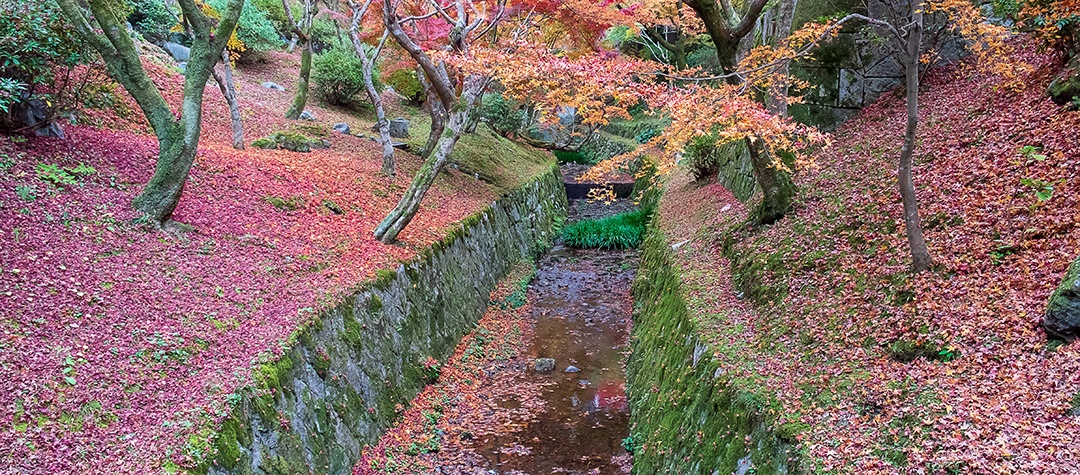 Folhas coloridas no jardim do templo Tofukuji, marco e famoso por atrações turísticas em Kyoto, Japão. Temporada de folhagem de outono, férias e conceito de viagem