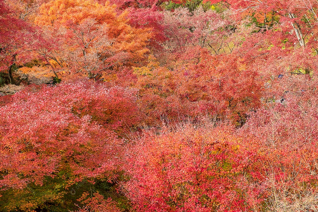 Folhas coloridas no jardim do templo Tofukuji, marco e famoso por atrações turísticas em Kyoto, Japão. Temporada de folhagem de outono, férias e conceito de viagem