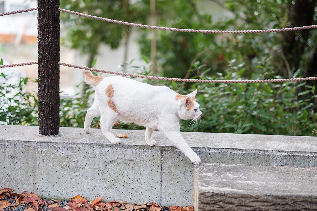 Gato branco no jardim. animal de estimação e conceito de dia internacional do gato