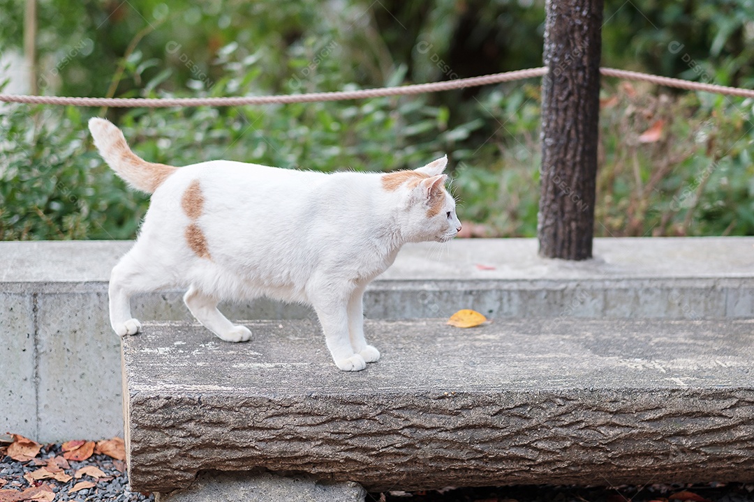 Gato branco no jardim. animal de estimação e conceito de dia internacional do gato