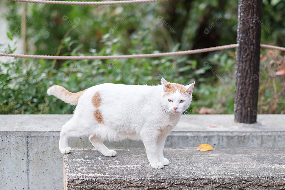 Gato branco no jardim. animal de estimação e conceito de dia internacional do gato