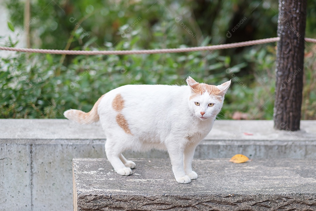 Gato branco no jardim. animal de estimação e conceito de dia internacional do gato