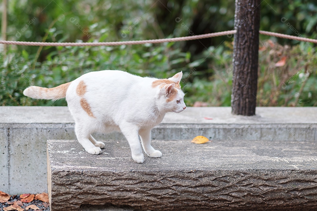 Gato branco no jardim. animal de estimação e conceito de dia internacional do gato