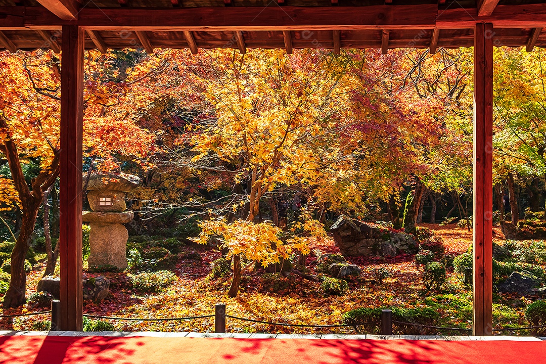 Quadro entre o pavilhão de madeira e a bela árvore Maple no Jardim Japonês e tapete vermelho no templo Enkoji, Kyoto, Japão. Marco e famoso na temporada de outono