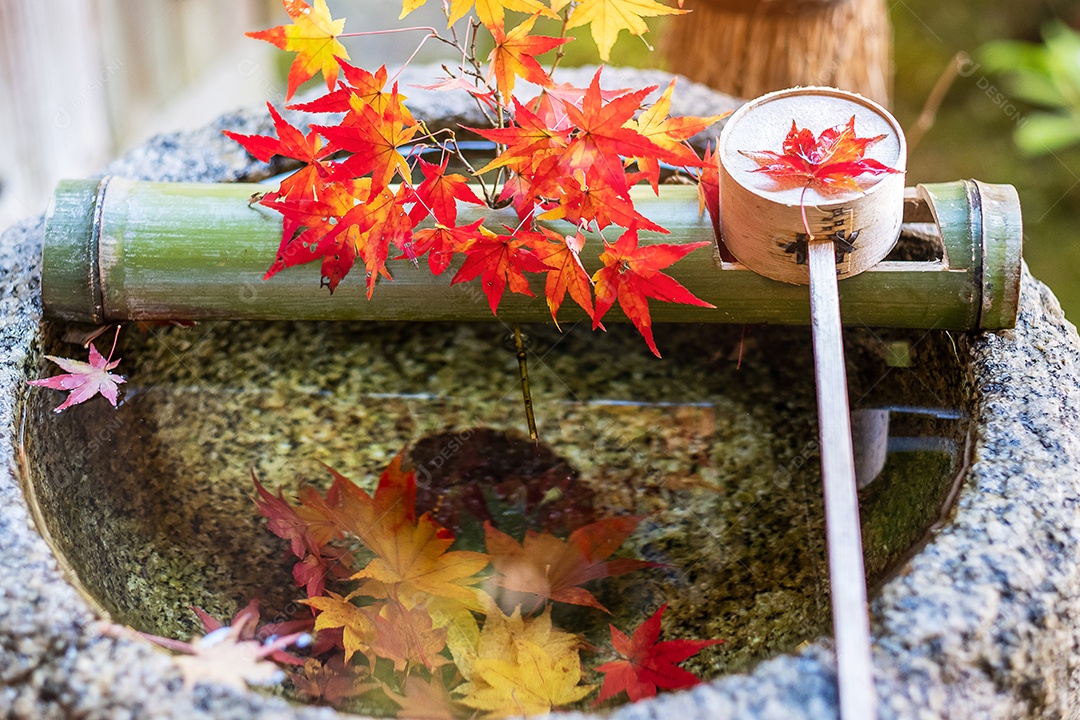 Bambu verde e bordo vermelho caindo na bacia de pedra de água no jardim japonês no templo Enkoji em Kyoto, Japão. Marco famoso na temporada de outono
