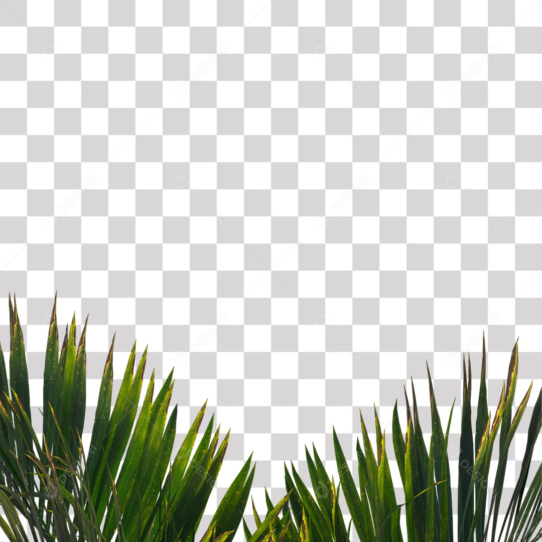 Árvore de Folha Verde Coqueiro Planta PNG Transparente