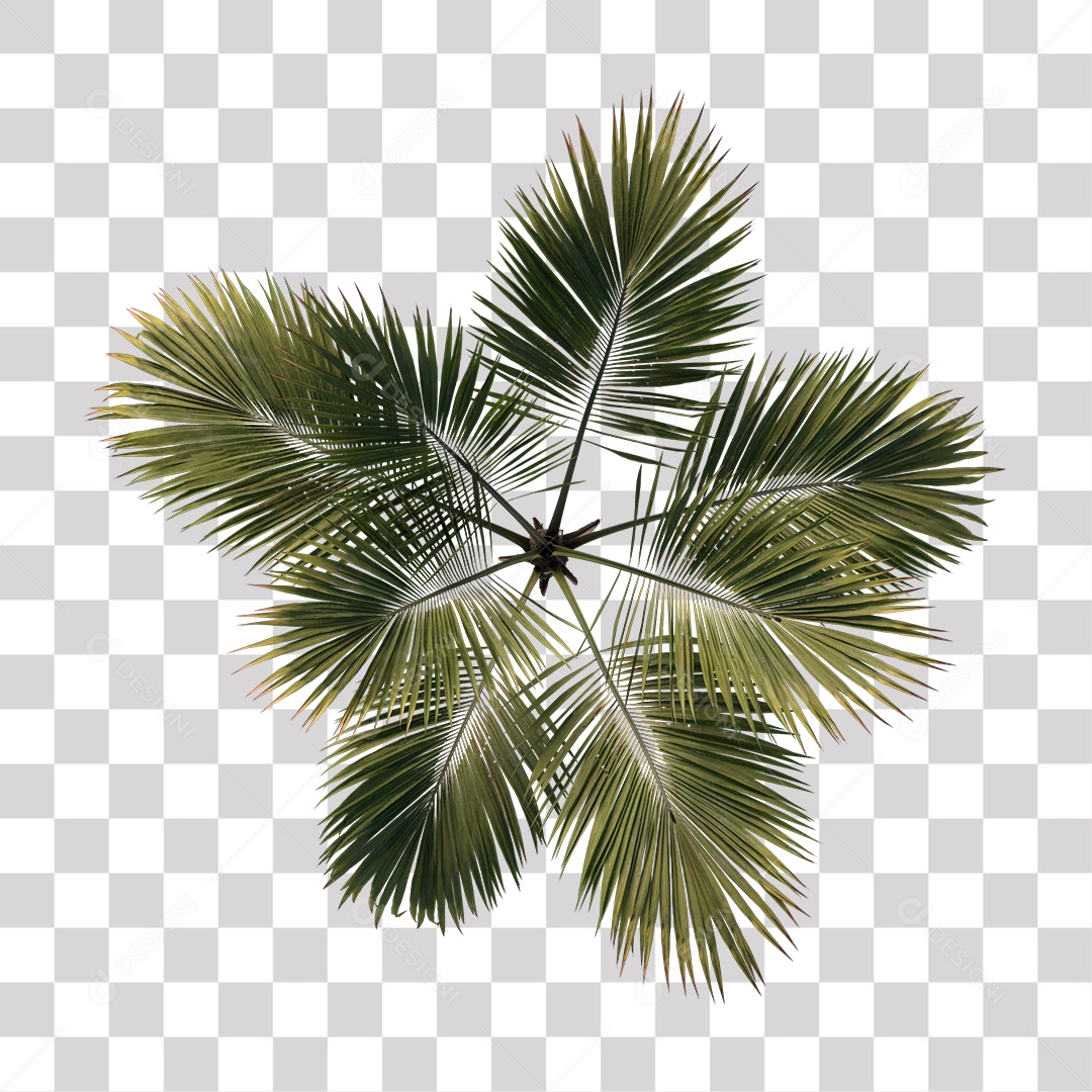 Árvore de Folha Verde Coqueiro Planta PNG Transparente