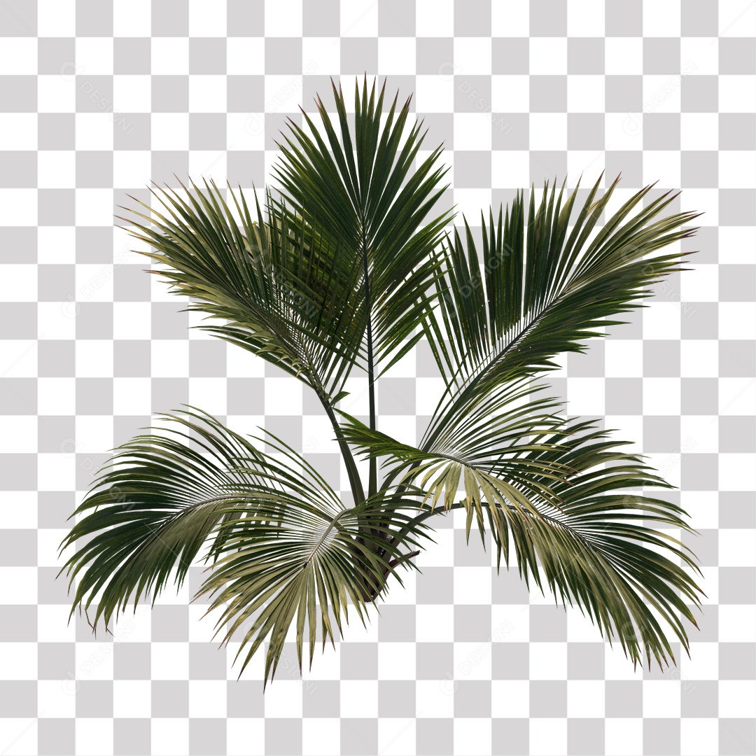 Árvore de Folha Verde Coqueiro Planta PNG Transparente