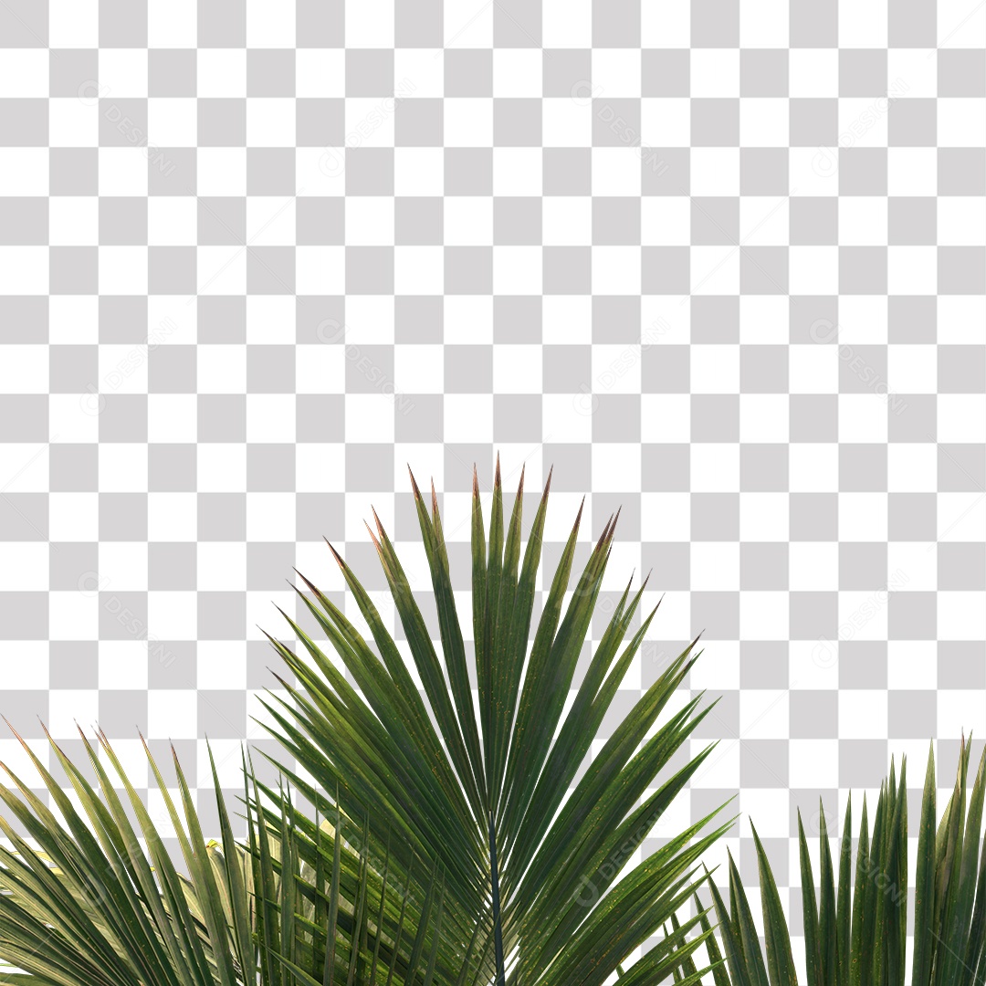 Árvore de Folha Verde Coqueiro Planta PNG Transparente