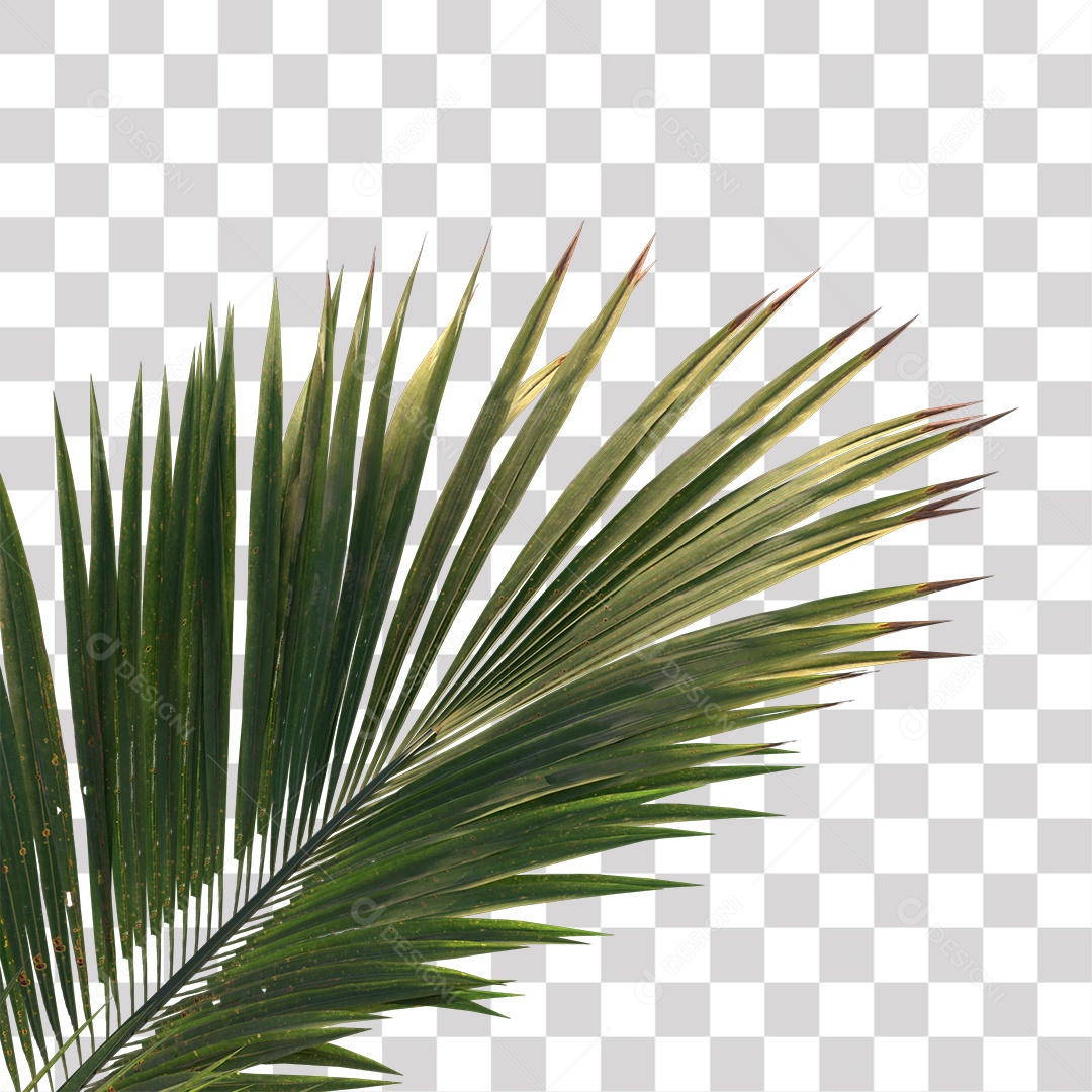 Árvore de Folha Verde Coqueiro Planta PNG Transparente