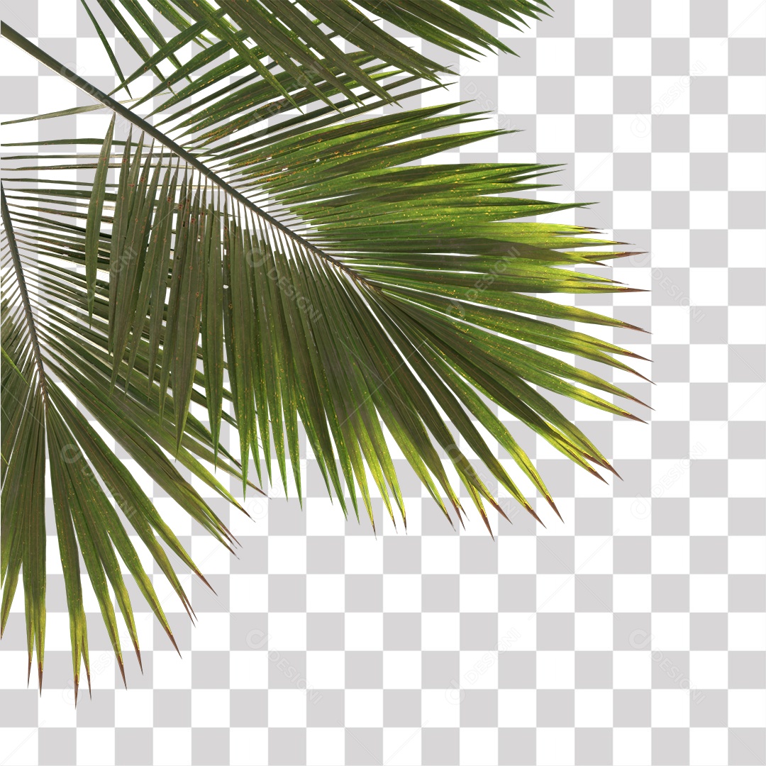 Árvore de Folha Verde Coqueiro Planta PNG Transparente