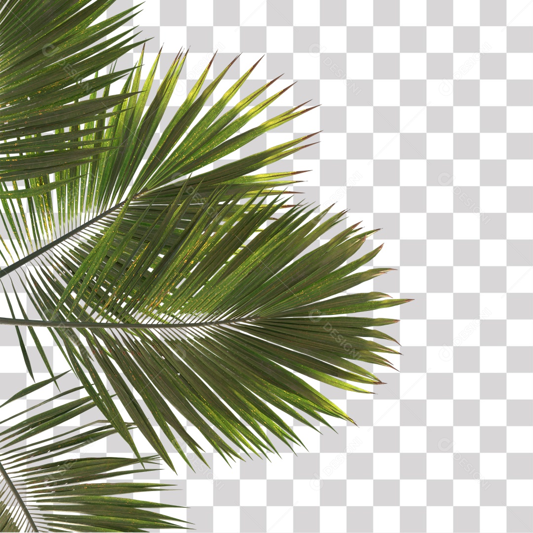 Árvore de Folha Verde Coqueiro Planta PNG Transparente