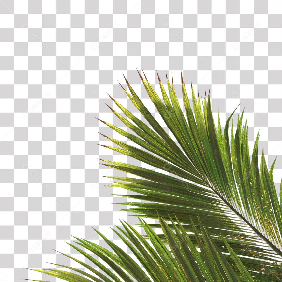 Árvore de Folha Verde Coqueiro Planta PNG Transparente