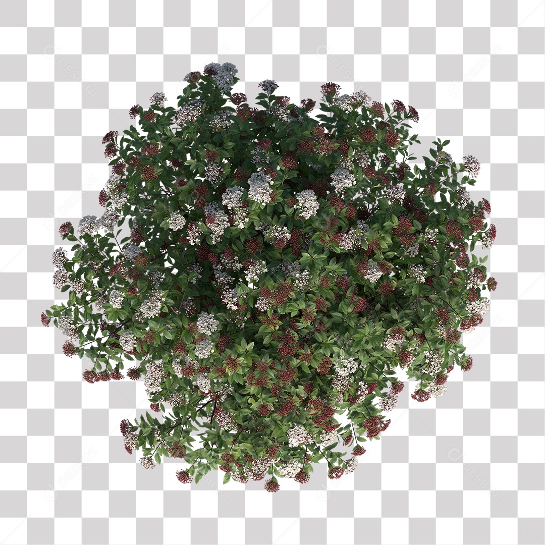 Planta com Flor PNG Transparente