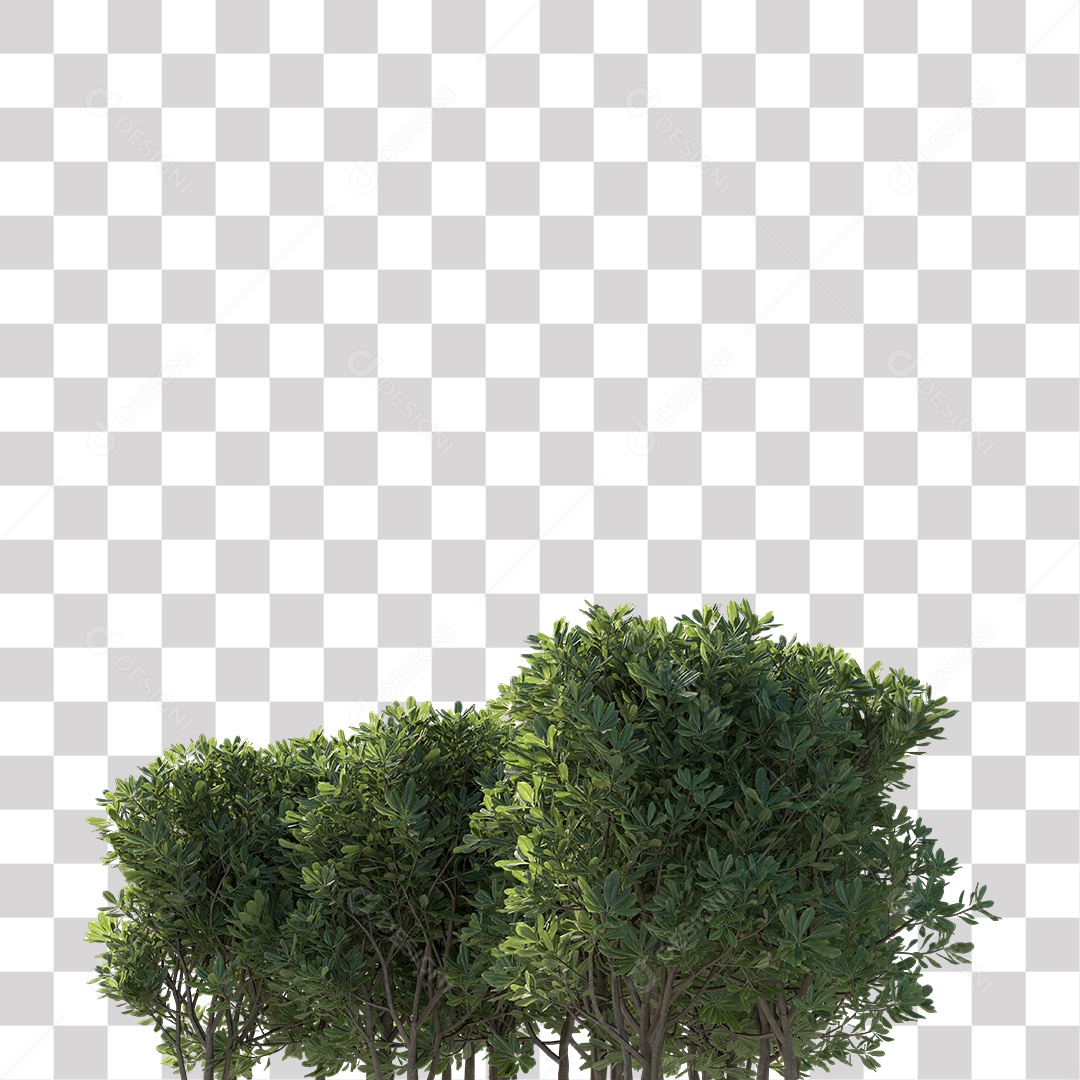 Árvore de Folha Verde Coqueiro Planta PNG Transparente