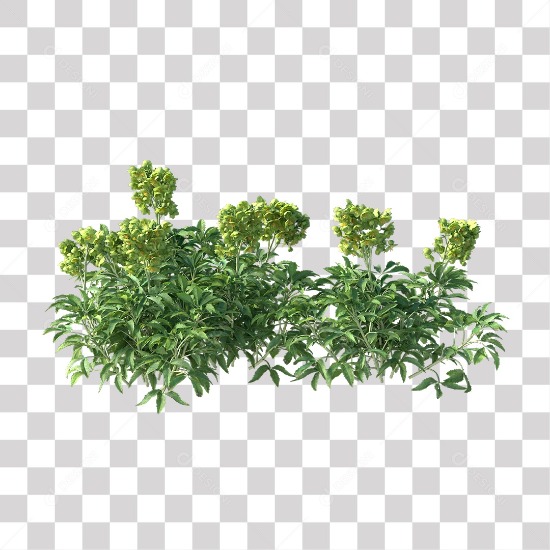 Árvore de Folha Verde Coqueiro Planta PNG Transparente