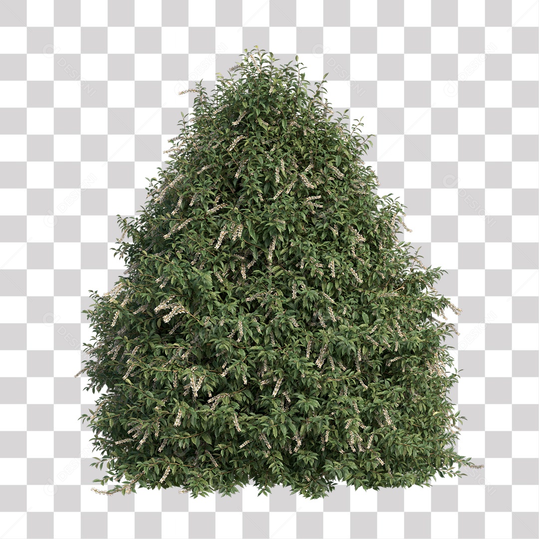 Árvore de Folha Verde Coqueiro Planta PNG Transparente