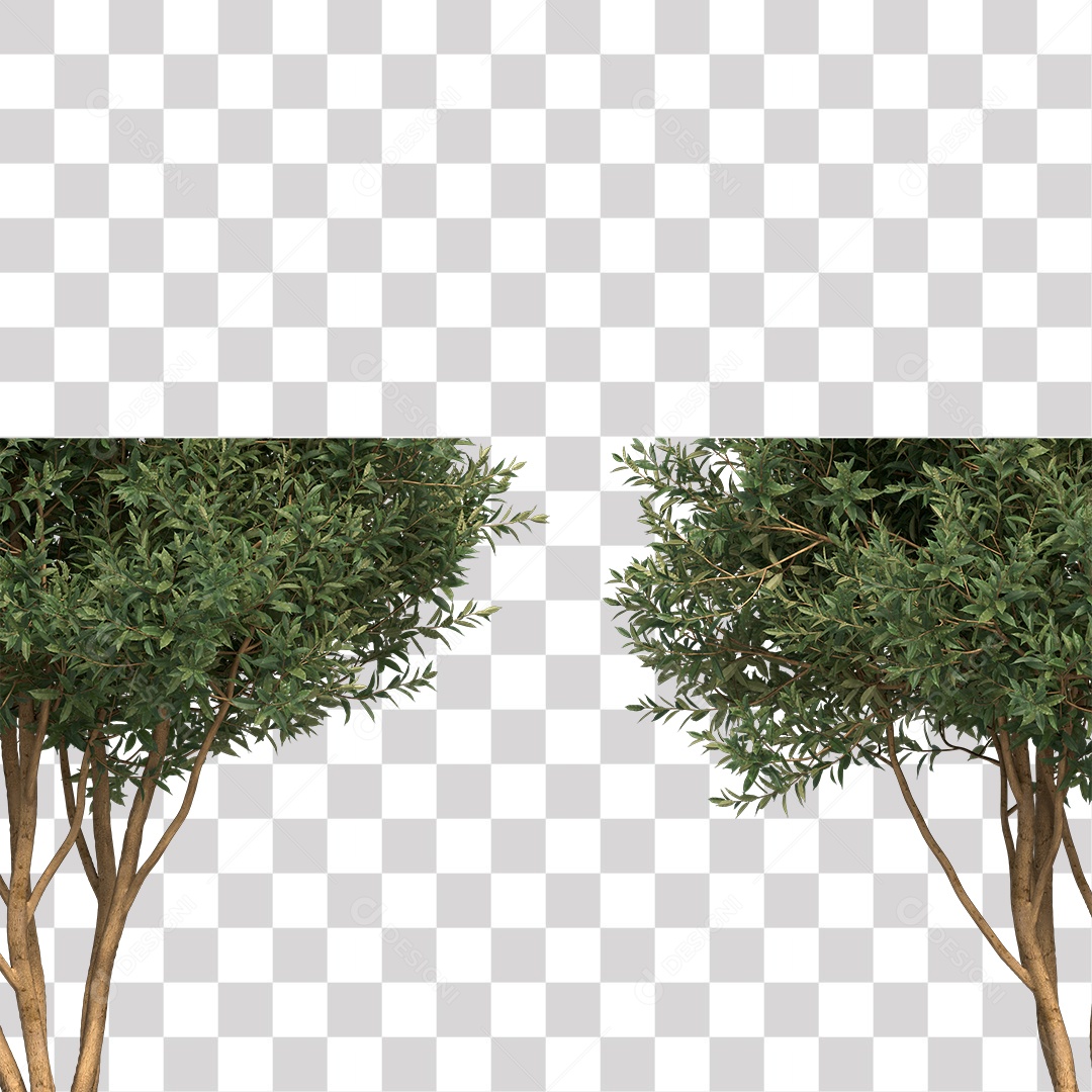 Árvore de Folha Verde Coqueiro Planta PNG Transparente