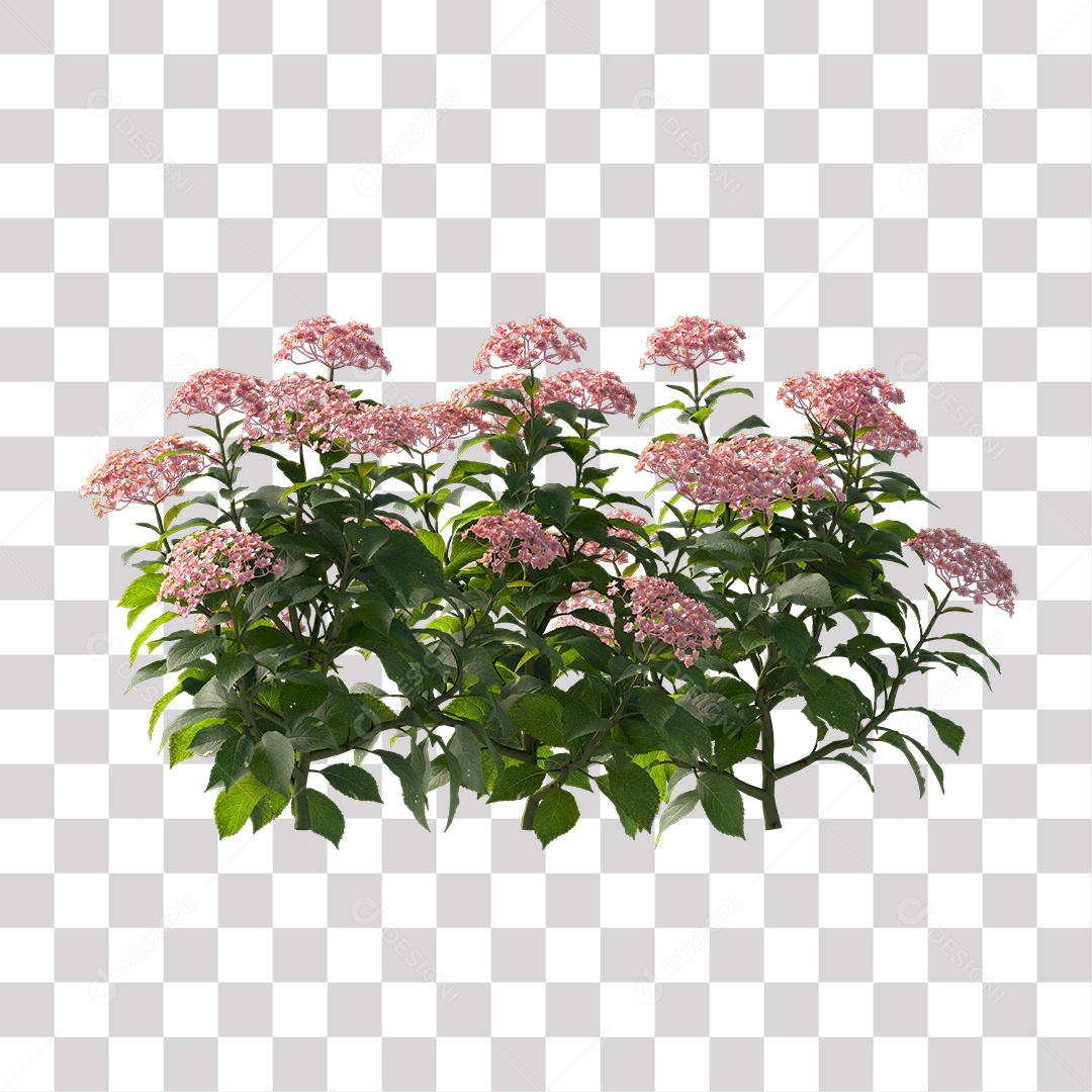 Planta com Flor PNG Transparente