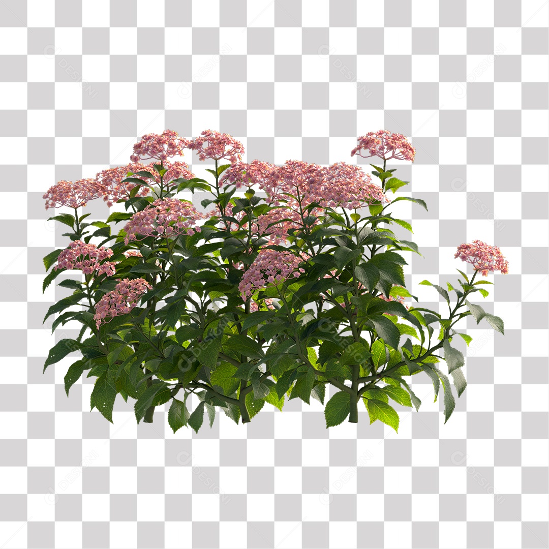Planta com Flor PNG Transparente