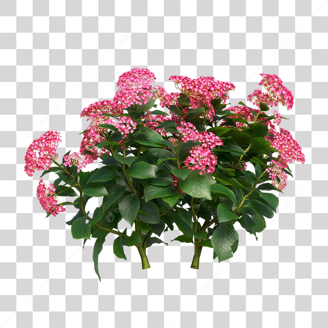 Planta com Flor PNG Transparente