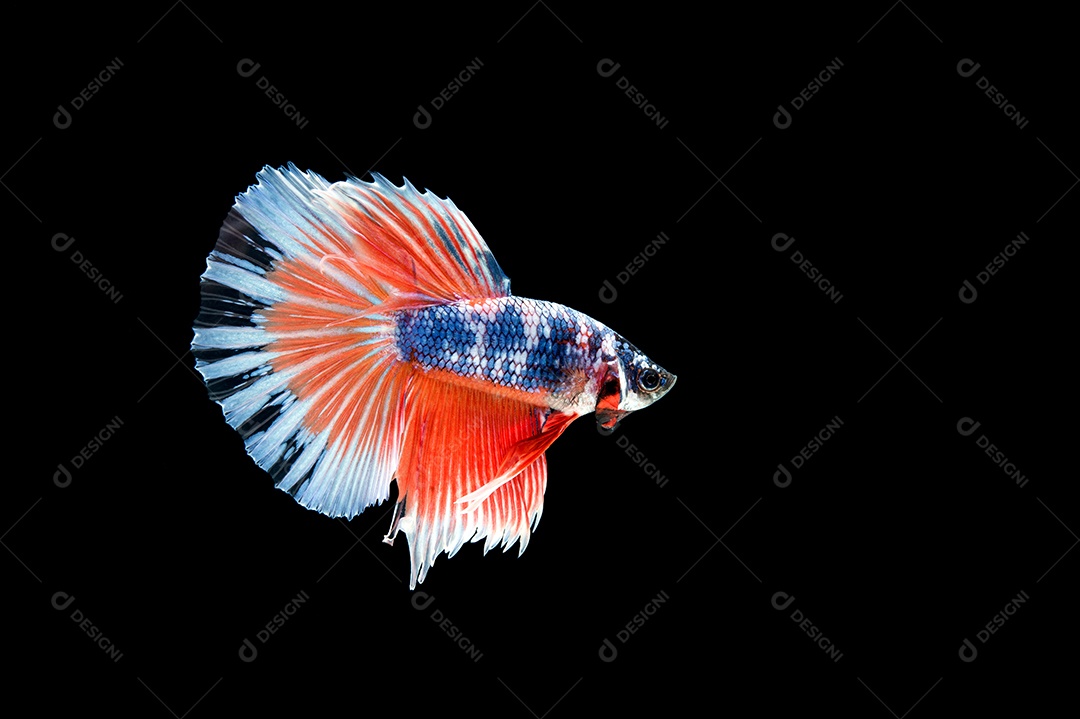 Lindo colorido de peixe betta siamês