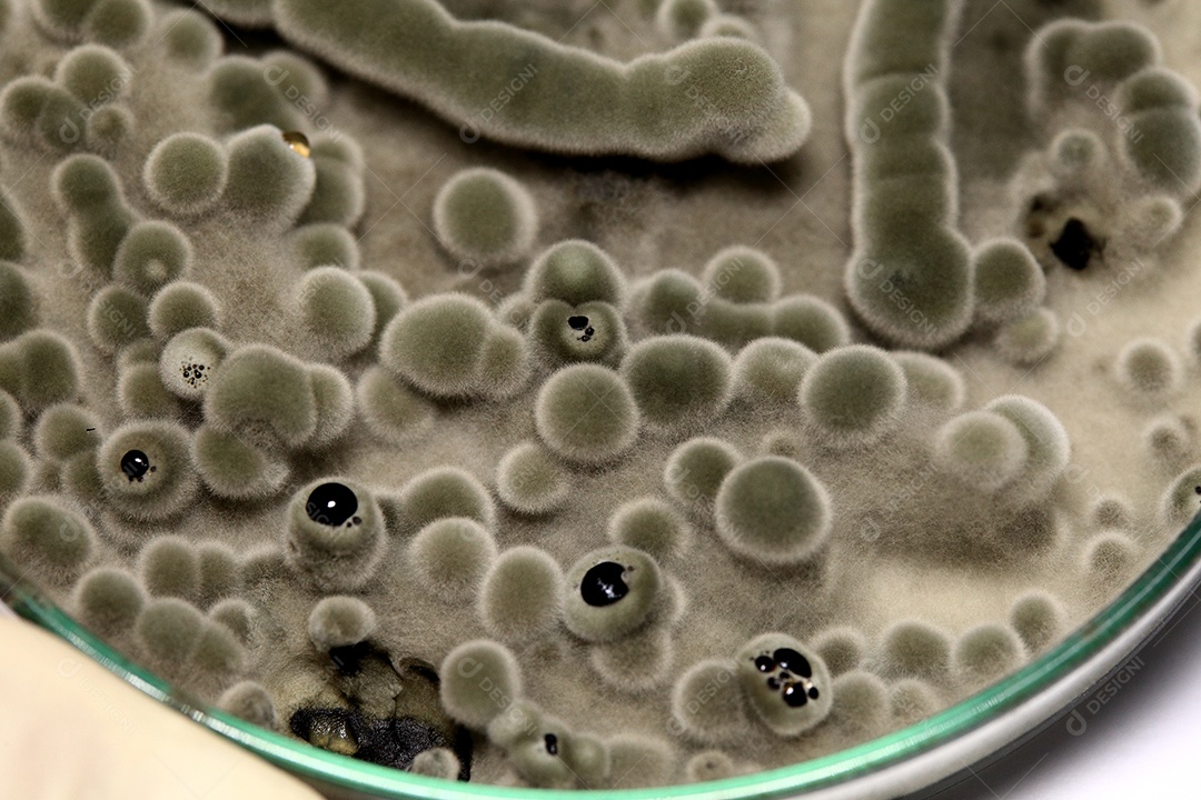 Microscópio fungos bactérias