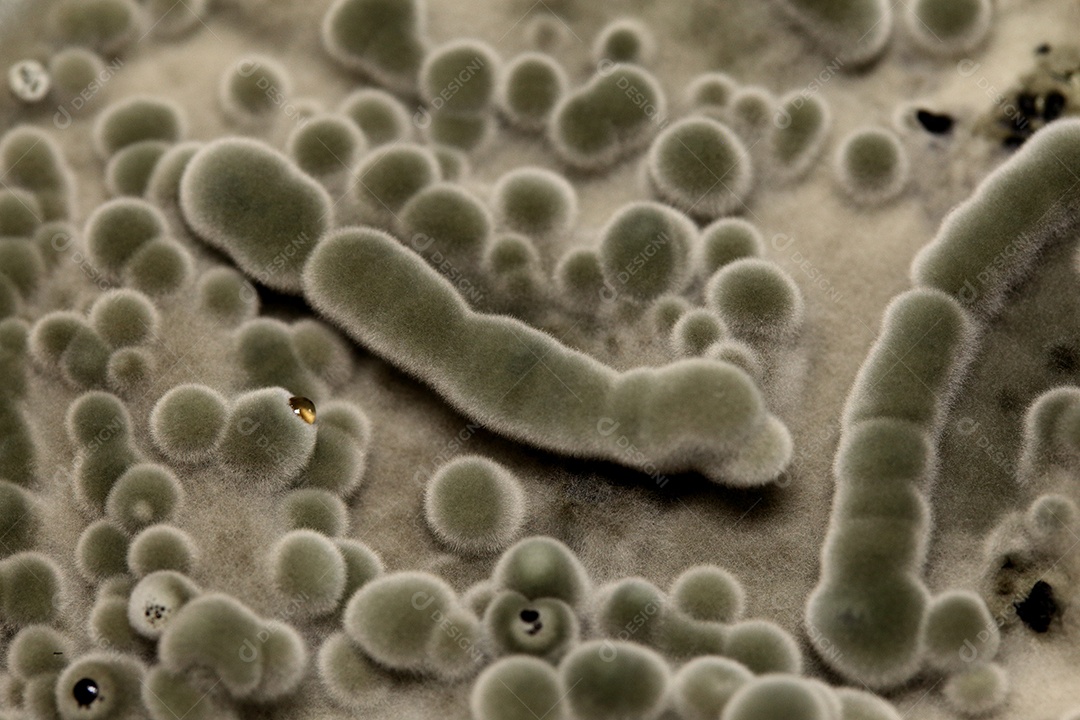 Pesquisa laboratoriais pesquisando fungos