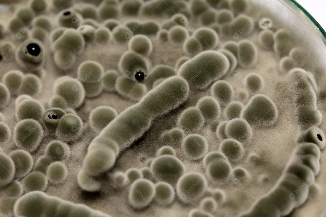 Pesquisa Laboratorial pesquisando fungos