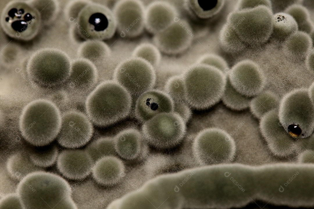 Microscópio fungos bactérias