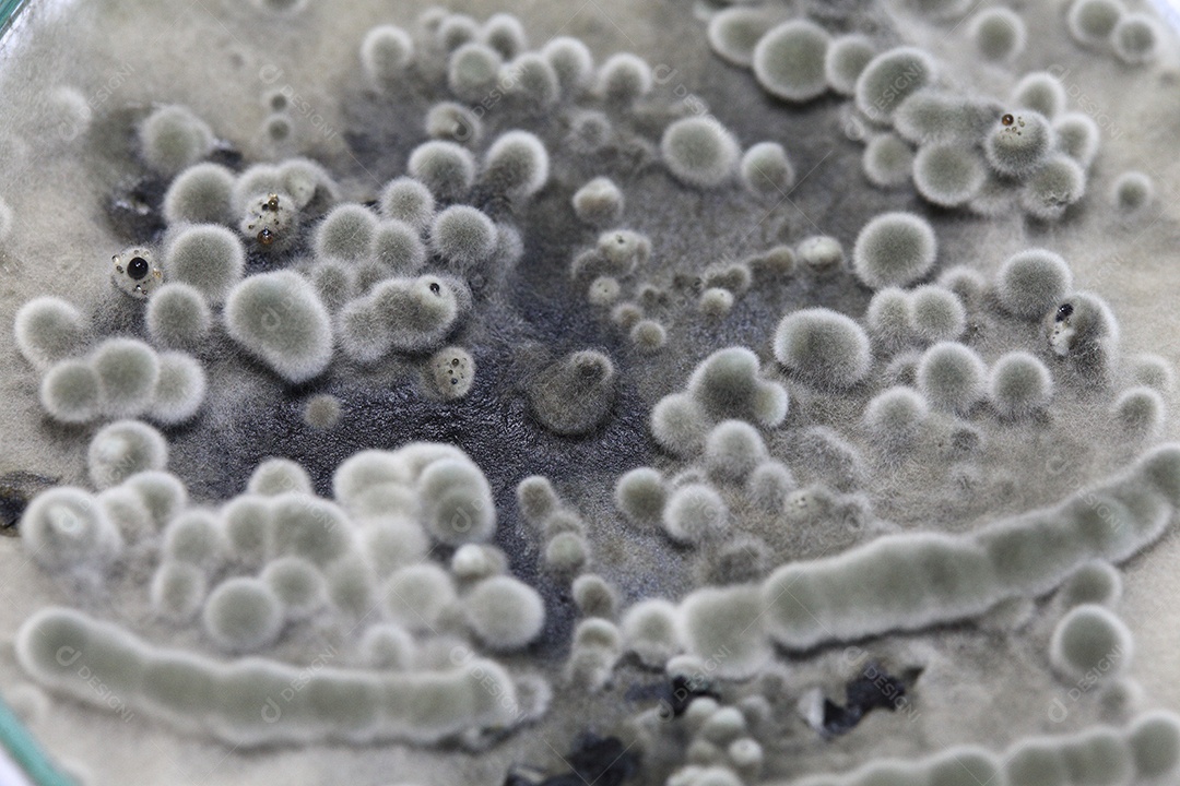 Microscópio fungos bactérias