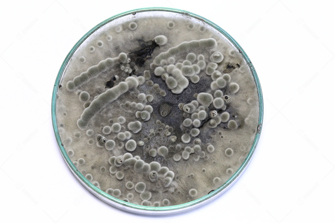 Microscópio fungos bactérias