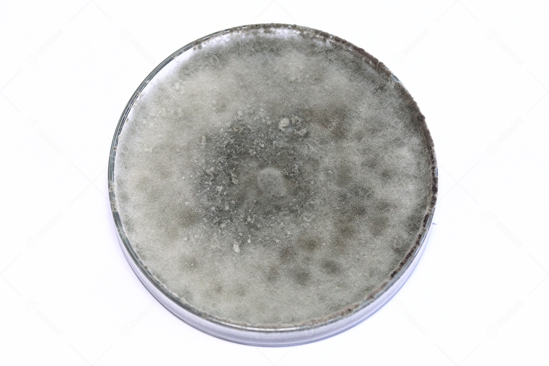 Microscópio fungos bactérias