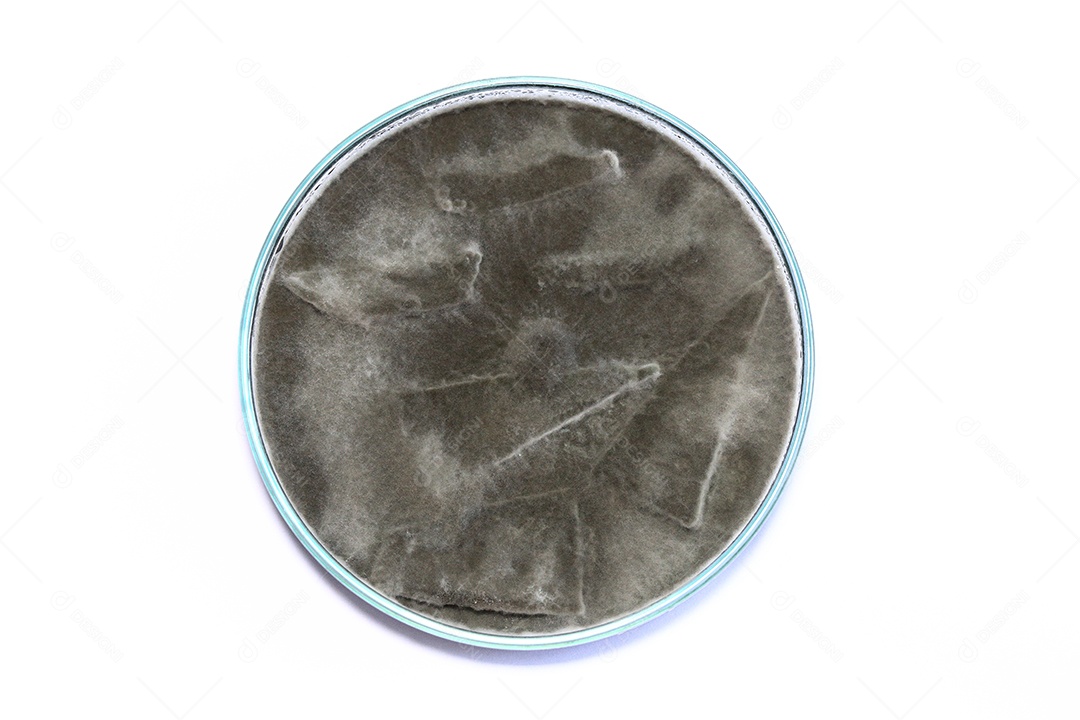 Microscópio fungos bactérias