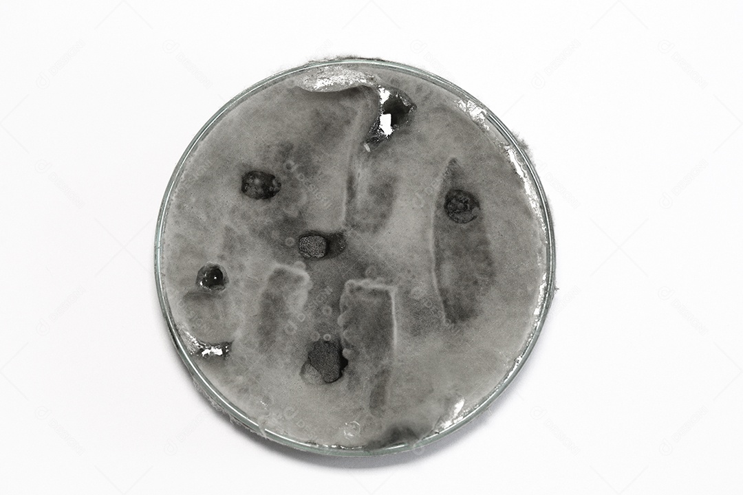 Microscópio fungos bactérias